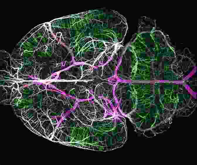 A Colorful Image Of A Mouse Brain, Captured Using Optical Imaging Techniques, Showcasing Areas Of Neuronal Activity. Guide To Research Techniques In Neuroscience