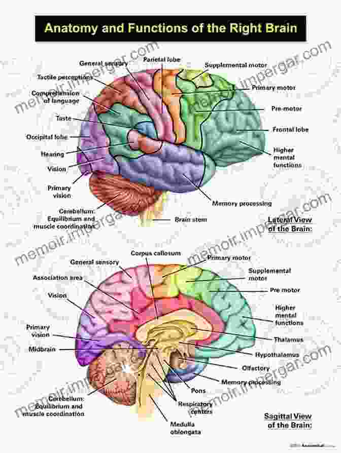 A Detailed Diagram Of The Human Brain, Showcasing Its Intricate Structures And Connections. Guide To Research Techniques In Neuroscience