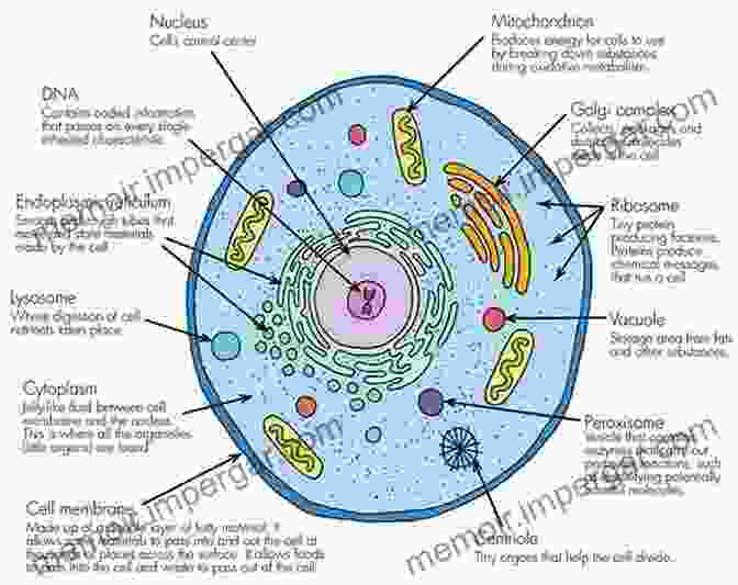 A Detailed Illustration Of A Cell, Showcasing Its Organelles And Structures. What Is Life?: Five Great Ideas In Biology