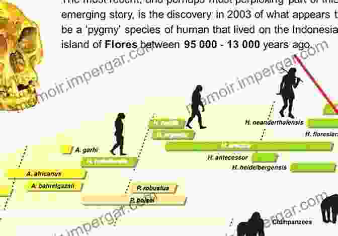 A Detailed Timeline Illustrating The Major Stages Of Human Evolution, From Early Hominids To Modern Humans. Genetic Ancestry: Our Stories Our Pasts (New Biological Anthropology)