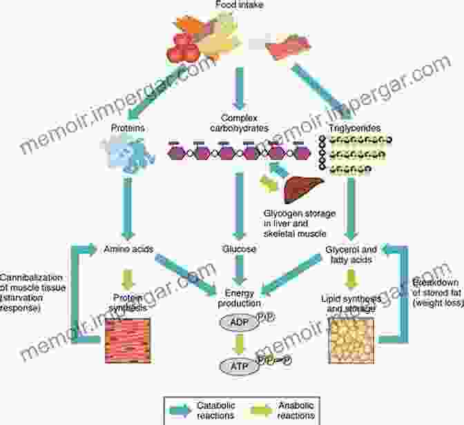 A Diagram Illustrating The Metabolic Processes That Occur In A Cell. What Is Life?: Five Great Ideas In Biology