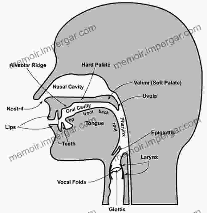 A Diagram Illustrating The Production Of Speech Sounds An To Language Thomas Erikson