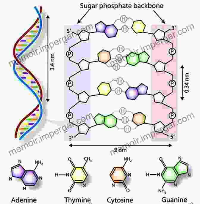 A Double Helix Structure Representing DNA, The Molecule That Carries Genetic Information. What Is Life?: Five Great Ideas In Biology