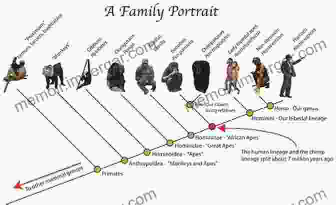 A Family Tree Depicting The Evolutionary Relationships Between Different Primate Species, Including Humans. Genetic Ancestry: Our Stories Our Pasts (New Biological Anthropology)