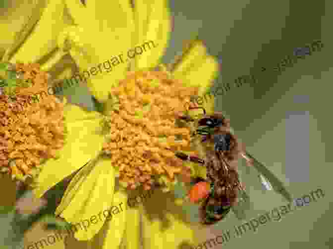 A Honeybee Collects Pollen From A Flower. The Beekeeper S Guide: Fun And Simple Steps To Apiary Success And Self Sufficiency