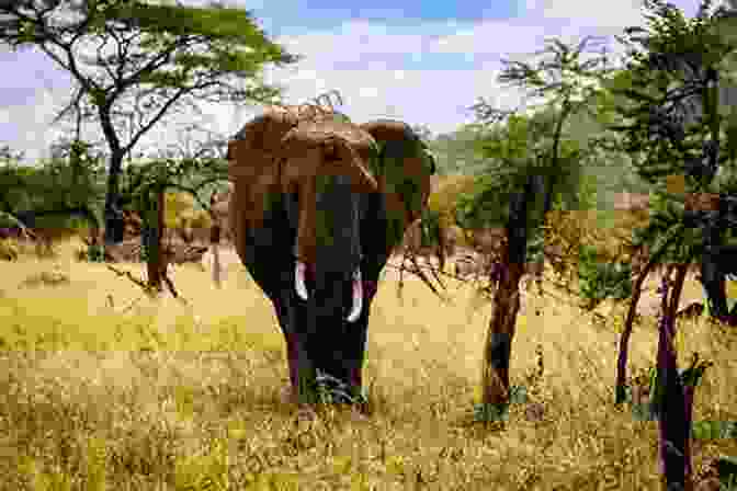 An African Elephant Tramples Through A Field, Highlighting The Role Of Elephants In Shaping Ecosystems And The Potential Impacts Of Human Wildlife Conflict On Ecosystem Stability. Save Me From The Lion S Mouth: Exposing Human Wildlife Conflict In Africa