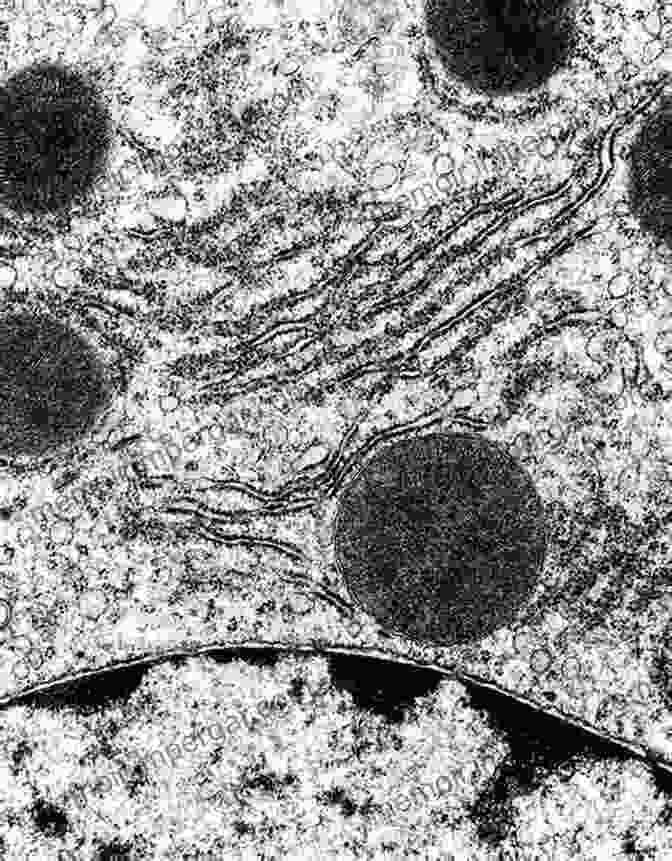 An Electron Micrograph Of A Cell Showing The Localization Of A Specific Gene Expressed Using ISH EM. In Situ Hybridization In Electron Microscopy (Methods In Visualization)