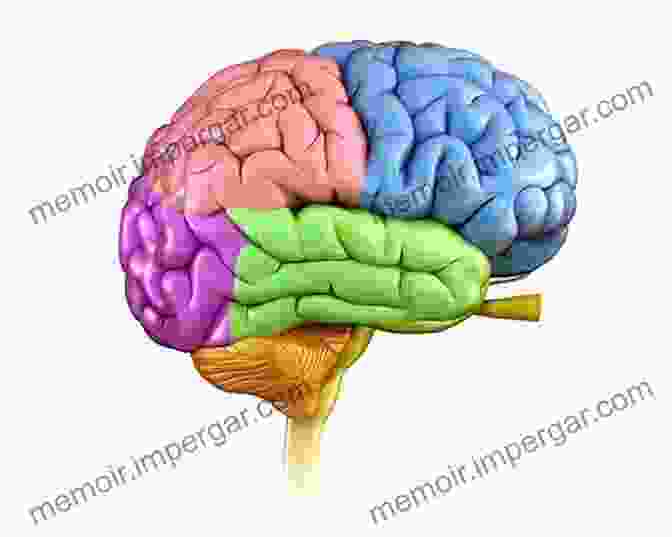 An Illustration Of The Human Brain, Highlighting The Regions Involved In Perception Spatial Senses: Philosophy Of Perception In An Age Of Science (Routledge Studies In Contemporary Philosophy)