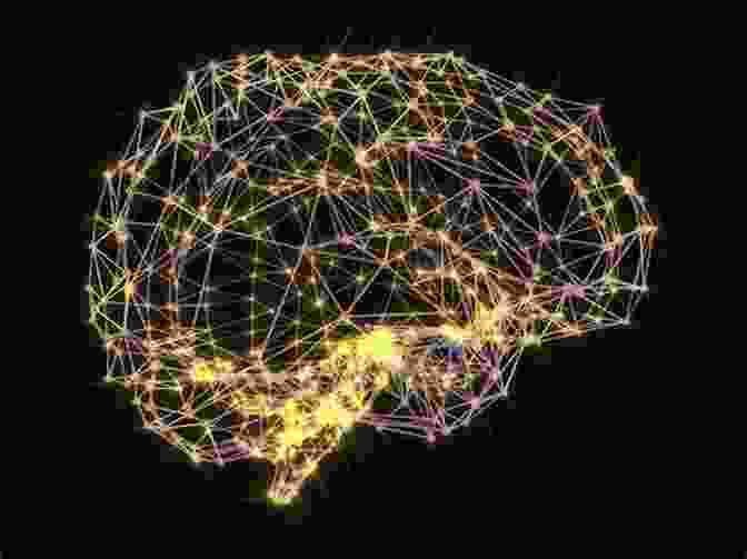 An Illustration Of The Intricate Network Of Cortical Circuitry Within The Brain The Ontogenesis Of Cortical Circuitry: The Spatial Distribution Of Synapses In Somesthetic Cortex Of Newborn Dog (Advances In Anatomy Embryology And Cell Biology)