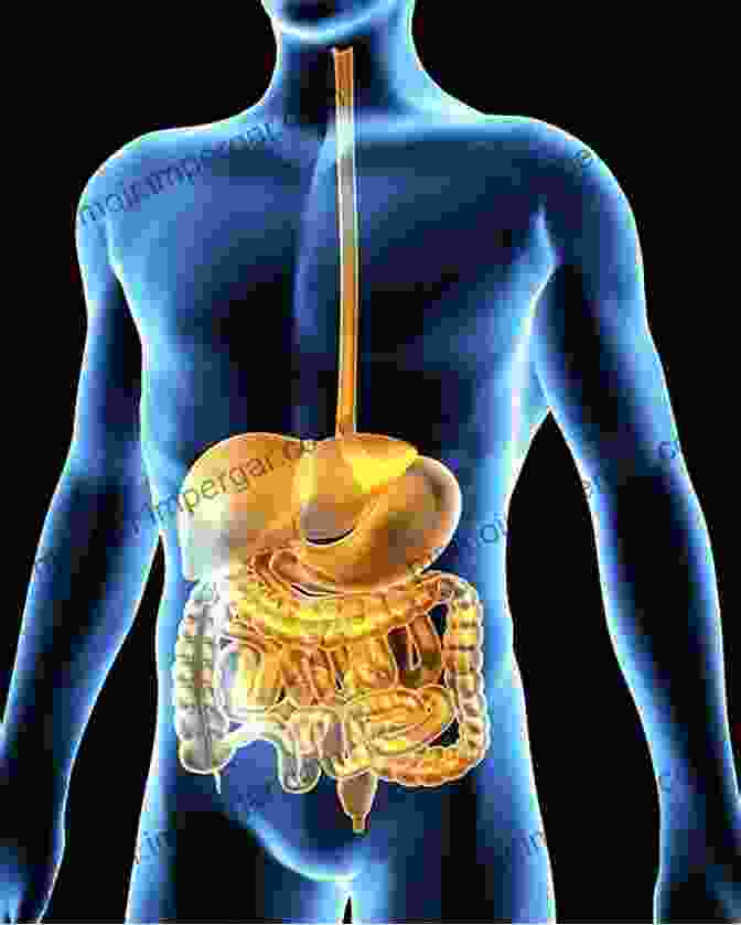 Anatomy Of The Gastrointestinal System Nursing Care Related To The Gastrointestinal And Urinary Systems