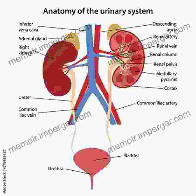 Anatomy Of The Urinary System Nursing Care Related To The Gastrointestinal And Urinary Systems