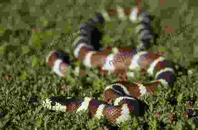 California Kingsnake California Amphibian And Reptile Species Of Special Concern