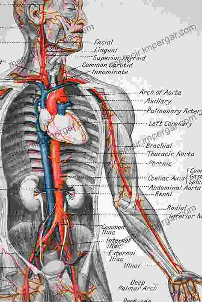 Detailed Illustration Of Human Anatomy The Color Atlas Of Physical Therapy