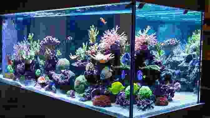 Essential Aquarium Equipment Reef Fin S Saltwater Aquarium Guide For Beginners: How To Set Up A Marine Reef Aquarium For Fish And Corals A Simple Step By Step Guide