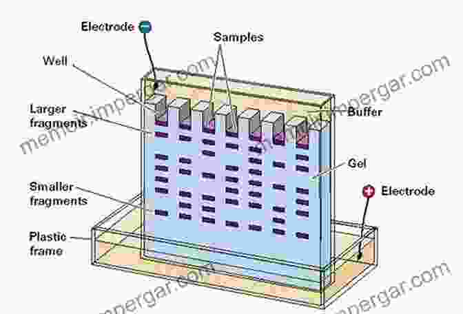 Gel Electrophoresis Diagram Showing The Separation Of DNA Fragments By Size Gel Electrophoresis: Nucleic Acids ( To Biotechniques)