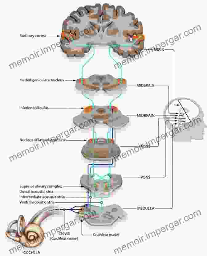 Illustration Of The Auditory Pathway, A Complex Network Of Neural Connections Involving The Ear, Brainstem, And Auditory Cortex Listening To Speech: An Auditory Perspective