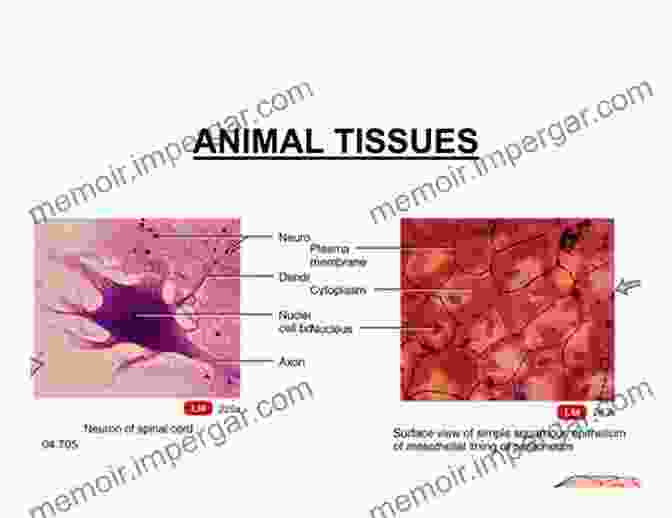 Microscopic Image Of Animal Tissue, Showcasing The Power Of Comparative Morphological Studies. The Mesonephros Of Cat And Sheep: Comparative Morphological And Histochemical Studies (Advances In Anatomy Embryology And Cell Biology)