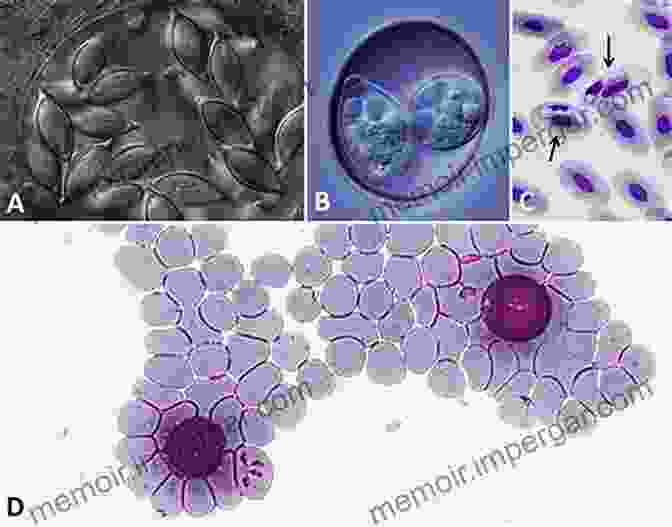 Microscopic Image Of Apicomplexa Parasite Advances In Parasitology: Volume 33 (ISSN)