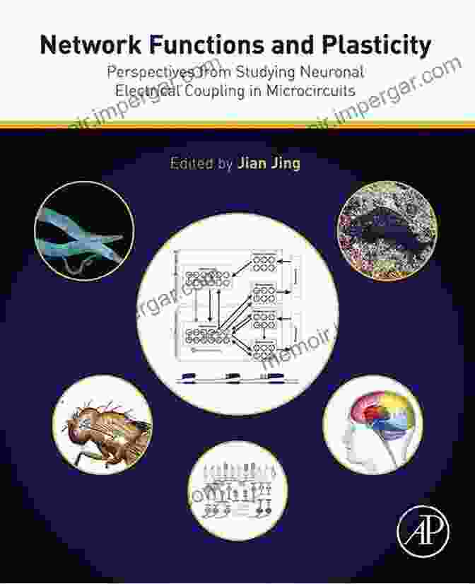 Neuronal Electrical Coupling In Microcircuits Network Functions And Plasticity: Perspectives From Studying Neuronal Electrical Coupling In Microcircuits