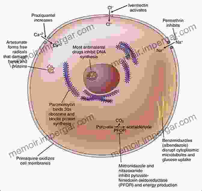 Researchers Investigating The Efficacy Of New Antiparasitic Drugs In Laboratory Experiments. Advances In Parasitology (ISSN 60)