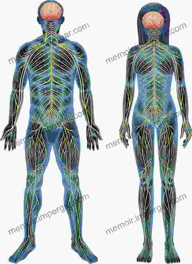 The Complex Network Of The Human Nervous System, Controlling Body Functions And Sensory Experiences. Fundamentals Of Anatomy And Physiology For Student Nurses