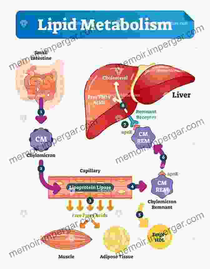 The Complex Pathways Of Lipid Metabolism And Their Impact On Health Lipid Metabolism And Health