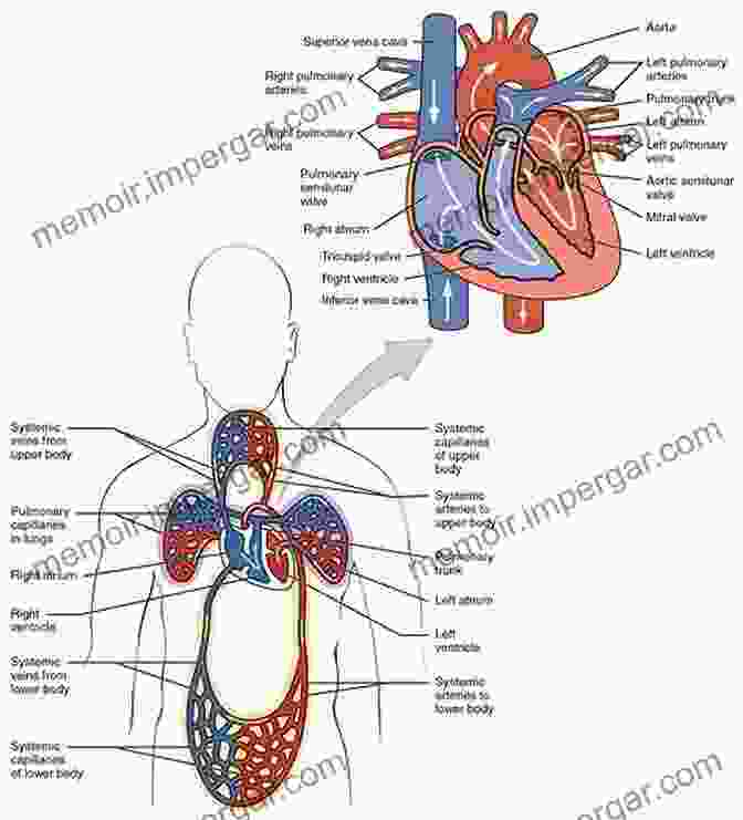 The Human Cardiovascular System, Circulating Blood And Oxygen Throughout The Body. Fundamentals Of Anatomy And Physiology For Student Nurses