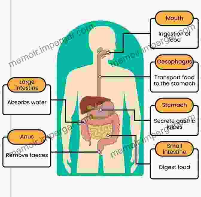 The Human Digestive System, Breaking Down Food Into Nutrients And Eliminating Waste. Fundamentals Of Anatomy And Physiology For Student Nurses