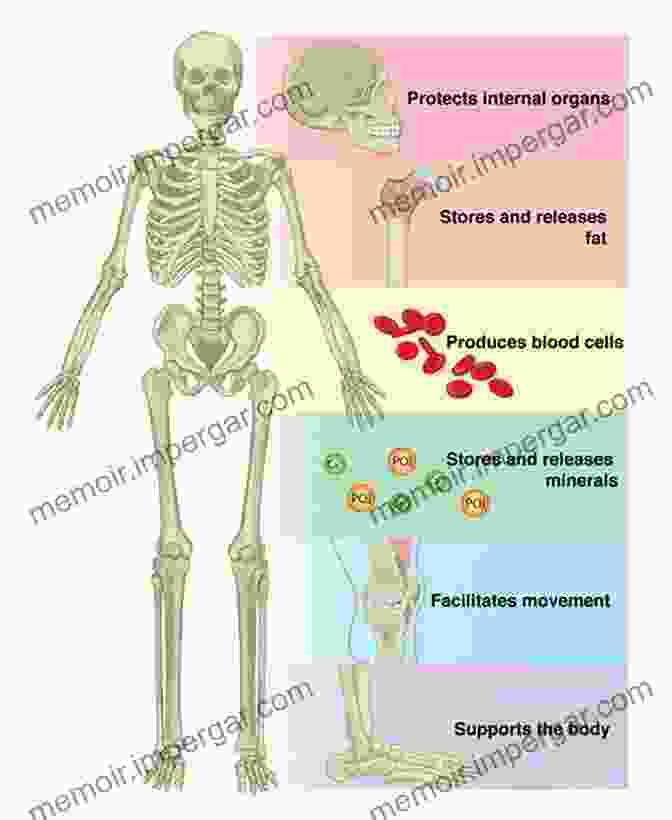 The Human Skeletal System, Providing Support, Protection, And Movement. Fundamentals Of Anatomy And Physiology For Student Nurses