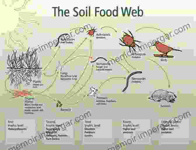 Vibrant Image Of A Soil Food Web, Showcasing The Interconnectedness Of Soil Microbes And Plants ORGANIC GARDEN SOIL : The Essential Gardener S Guide To Organic Soil Food Web