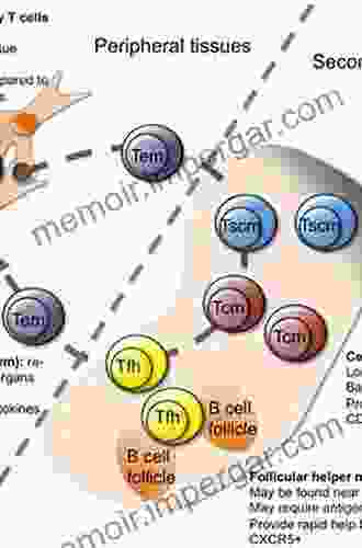 Cytokine Effector Functions In Tissues