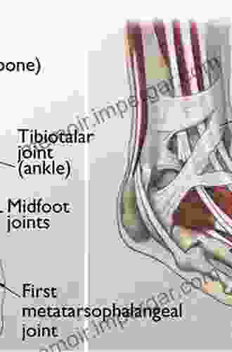 The Foot and Ankle: AANA Advanced Arthroscopic Surgical Techniques