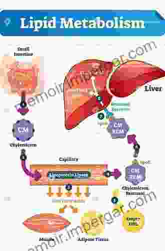 Lipid Metabolism And Health