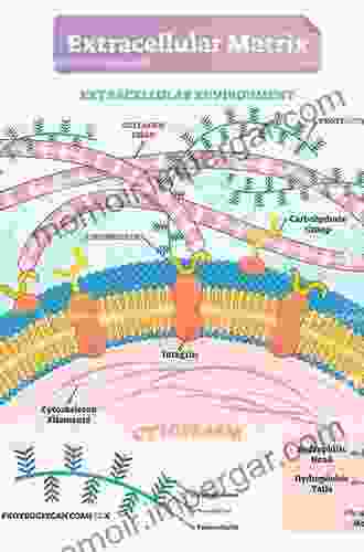 Structure And Function Of Collagen Types (Biology Of Extracellular Matrix)